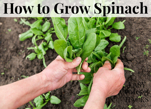 How To Grow Spinach Easy Gardening Hacks