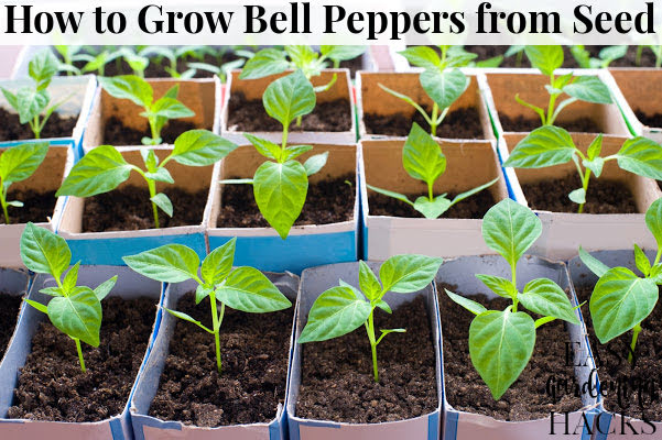 How To Grow Bell Peppers From Seed Easy Gardening Hacks