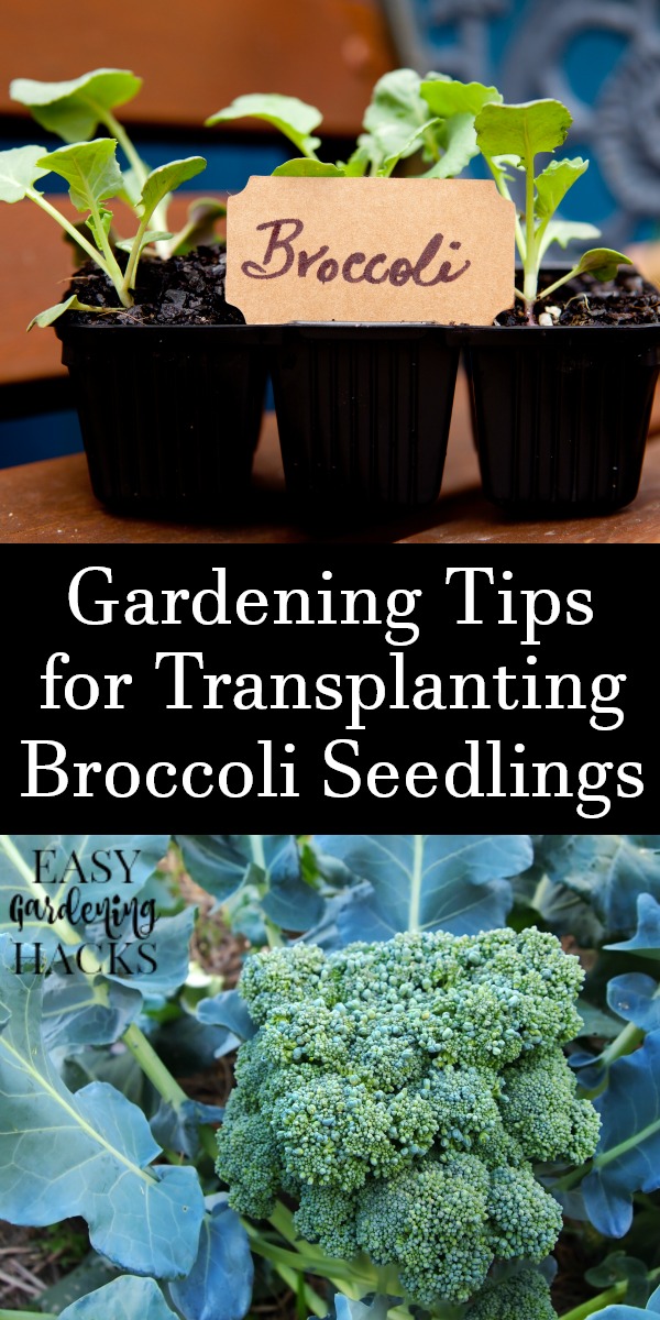 How to Transplant Broccoli Seedlings Easy Gardening Hacks™