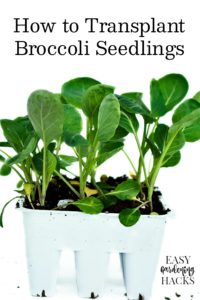 repotting broccoli seedlings
