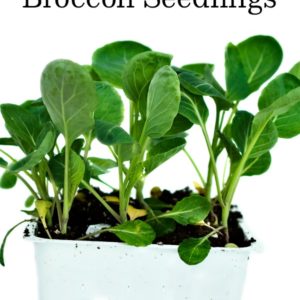 How to Transplant Broccoli Seedlings to Your Garden