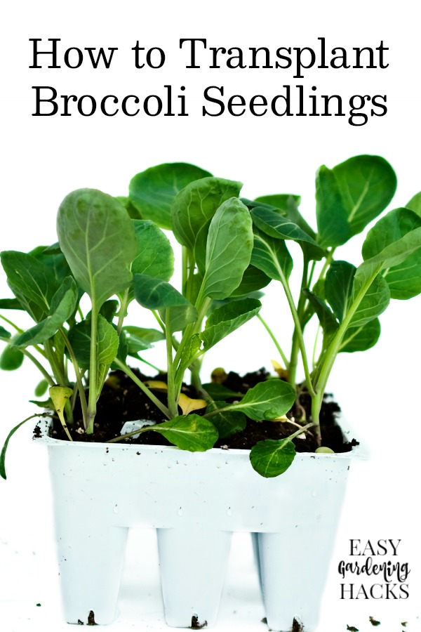 How to Transplant Broccoli Seedlings to Your Garden