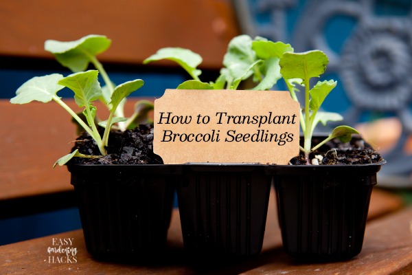 How to Transplant Broccoli Seedlings