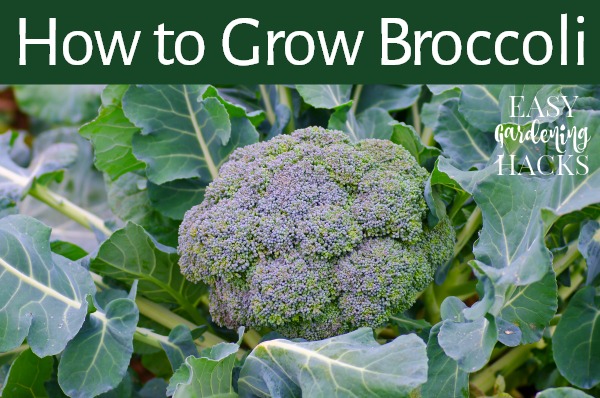 How to Grow Broccoli in Your Garden - Easy Gardening Hacks™