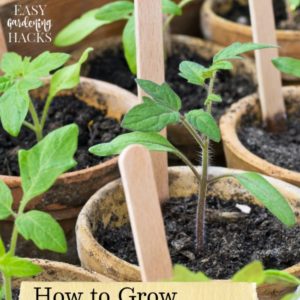 Growing Cherry Tomatoes from Seed