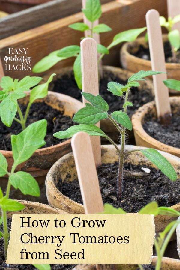 How To Grow Cherry Tomatoes From Seed Easy Gardening Hacks 