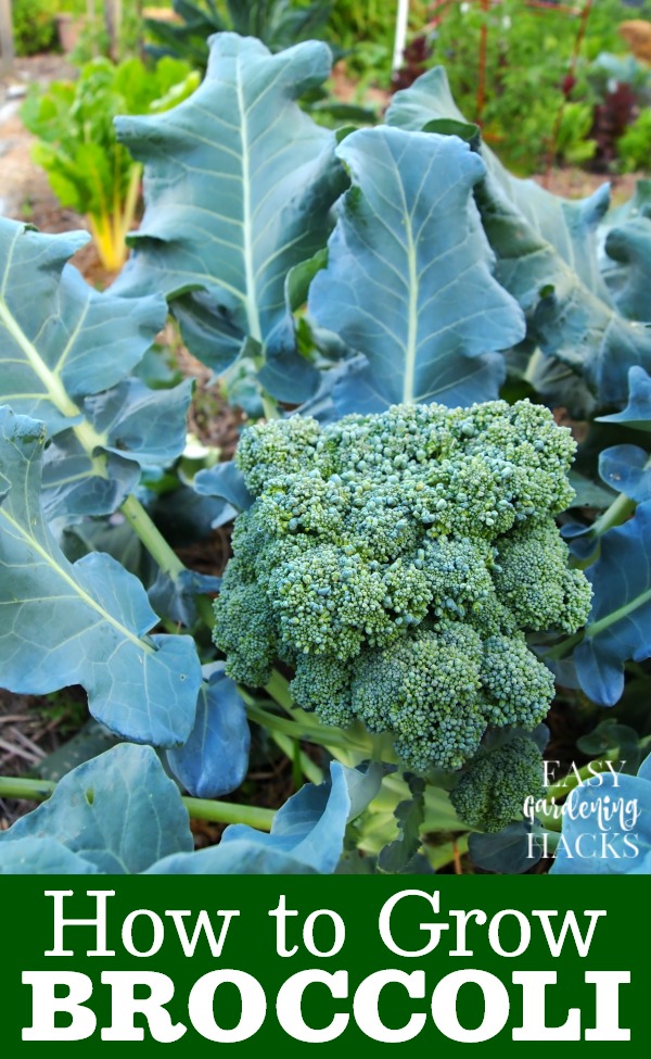 Broccoli plant growing in a vegetable garden.