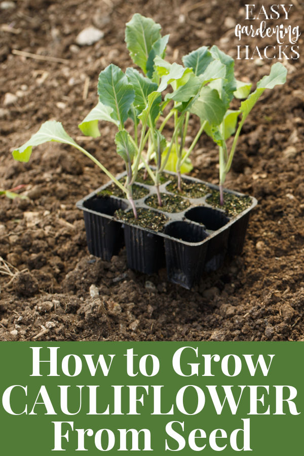 How to Grow Cauliflower from Seed