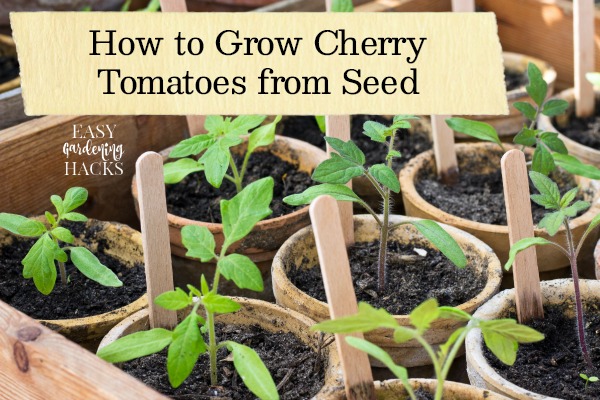 How To Grow Cherry Tomatoes From Seed Easy Gardening Hacks 