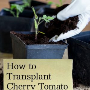 How to Transplant Cherry Tomato Seedlings
