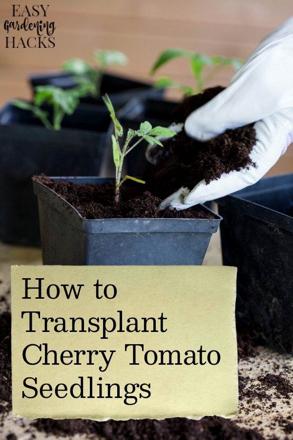 cherry tomato seedlings
