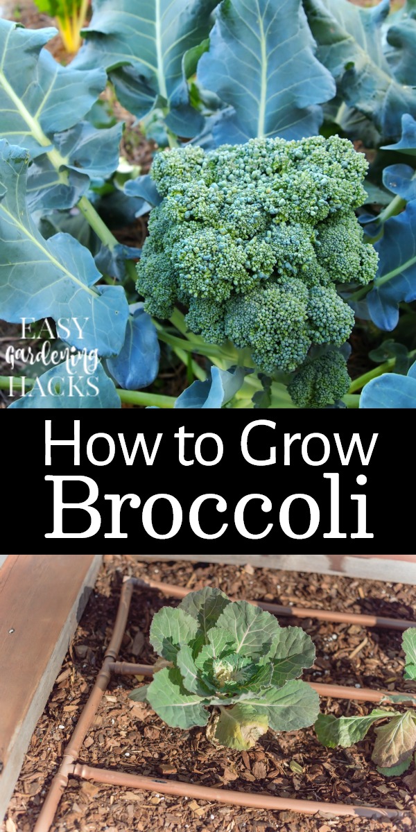 How to Grow Broccoli in Your Garden Easy Gardening Hacks™