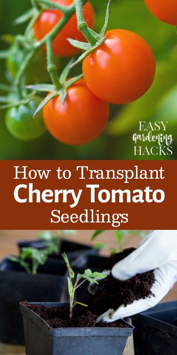 How to Transplant Cherry Tomato Seedlings - Easy Gardening Hacks™