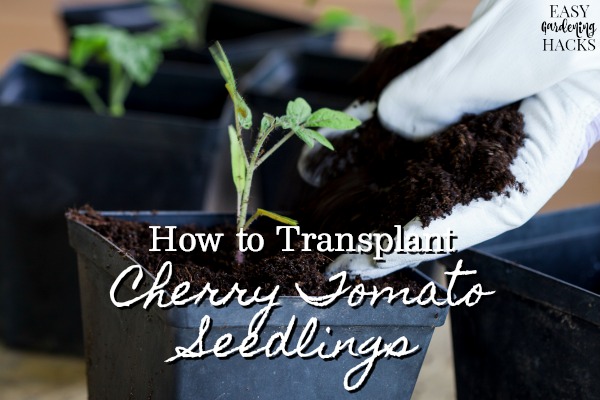 When To Transplant Cherry Tomato Seedlings
