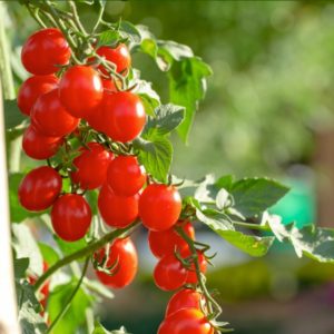 Ripe cherry tomatoes growing on the vine in a garden.