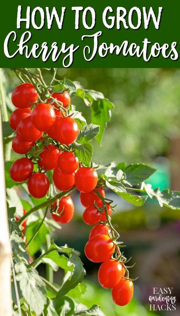 Ripe cherry tomatoes growing on the vine in a garden.