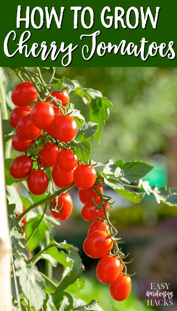 How To Grow Cherry Tomatoes From Fruit