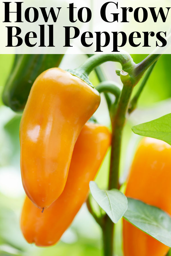 How to Grow Bell Peppers