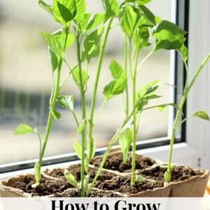 How to Grow Bell Peppers from Seed