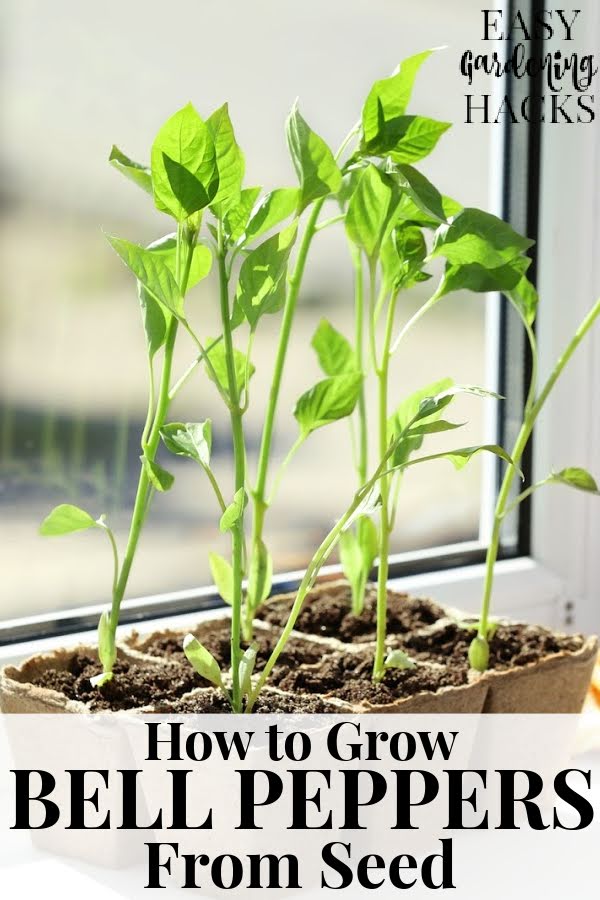 How to Grow Bell Peppers from Seed