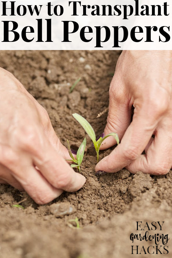 How to Transplant Bell Peppers