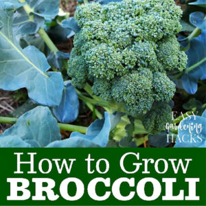 broccoli growing in a vegetable garden