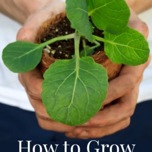 how to grow broccoli from seed