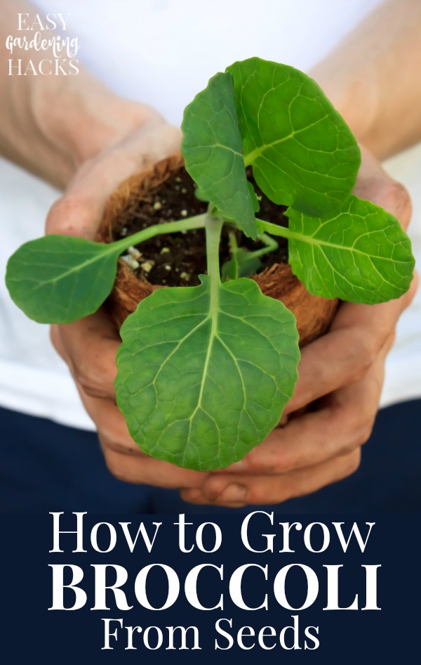 planting broccoli seeds indoors