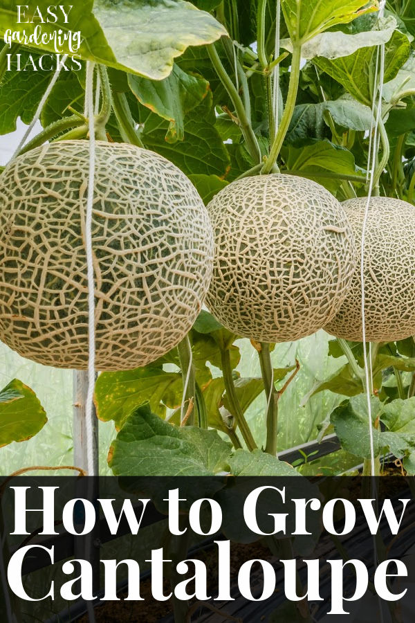 How to Grow Cantaloupe