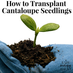 Use these tips to learn how to transplant cantaloupe seedlings