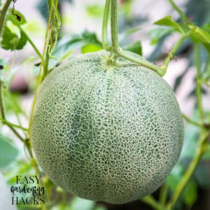 A cantaloupe growing on the vine.