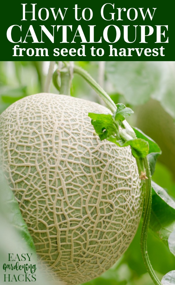 how to grow cantaloupe from seed to harvest