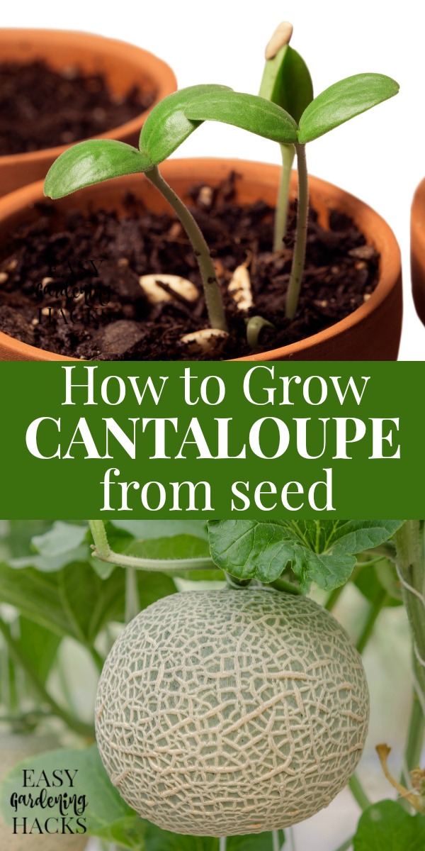 How to Grow Cantaloupe from Seed - Easy Gardening Hacks™