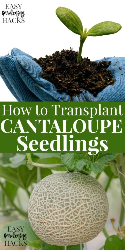 how to transplant cantaloupe seedlings