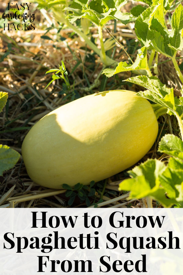 How to Grow Spaghetti Squash from Seed