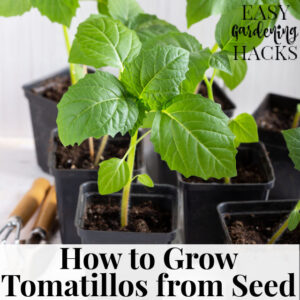 How to Grow Tomatillos from Seed