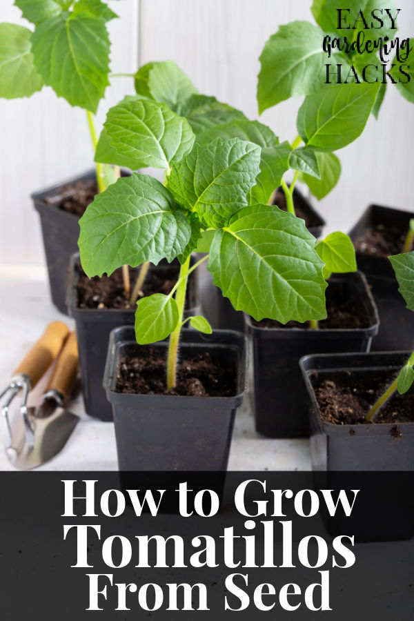 How to Grow Tomatillos from Seed Easy Gardening Hacks™