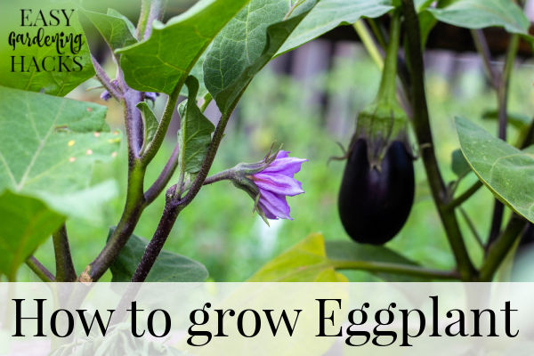 How to Grow Eggplant - Easy Gardening Hacks™