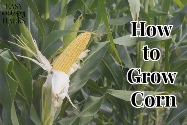 How to Grow Corn - Easy Gardening Hacks™