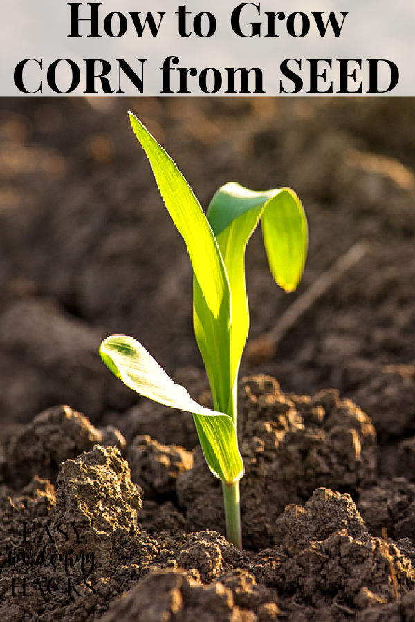 How to Grow Corn from Seed