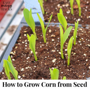 How to Grow Corn from Seed