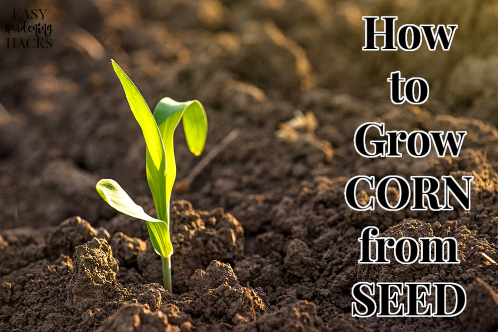 How to Grow Corn from Seed