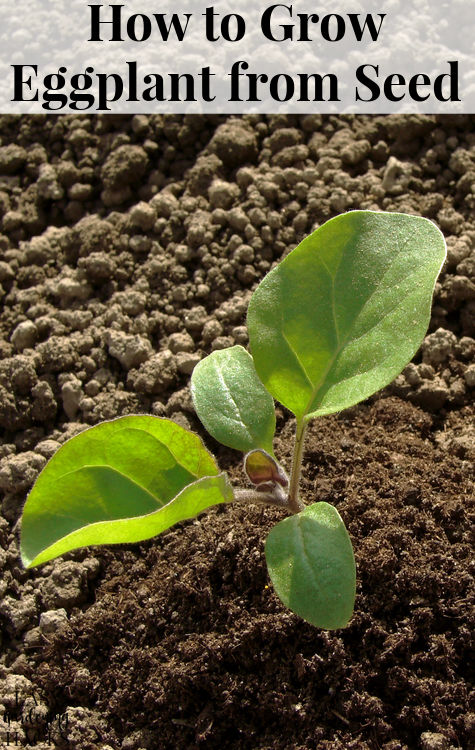 How to Grow Eggplant from Seed 