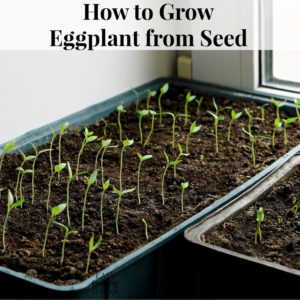 How to Grow Eggplant from Seed