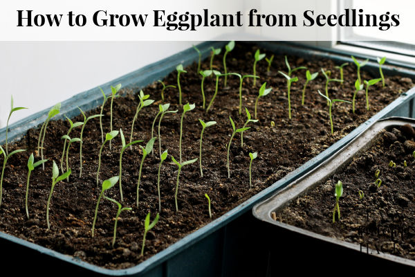 How to Grow Eggplant from Seedlings