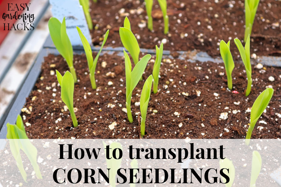 corn seedlings in a sprouting tray ready to be transplanted in the garden