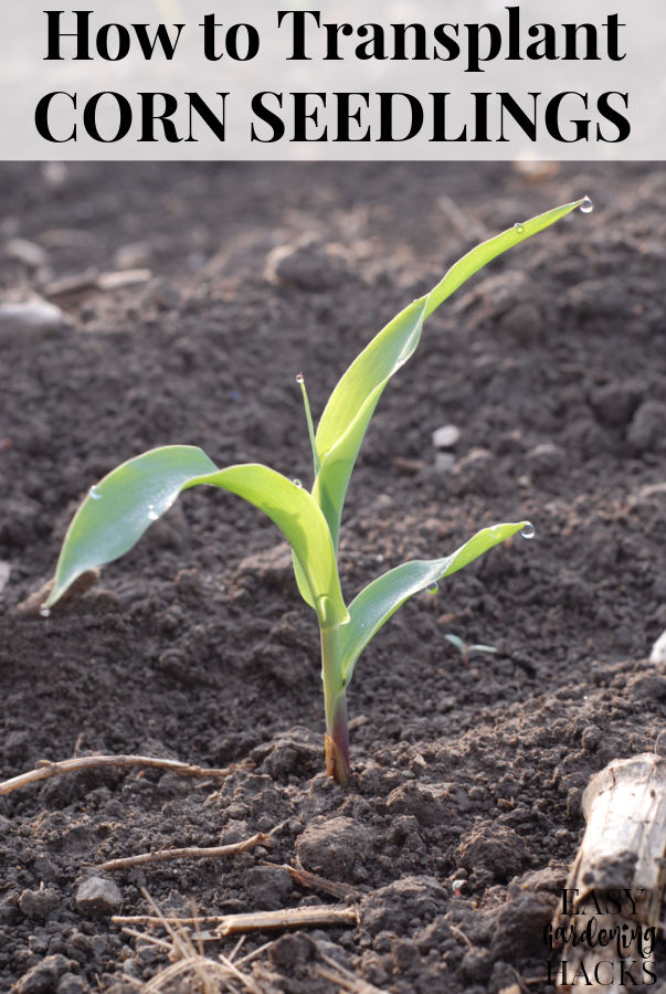 a recently transplanted corn seedling
