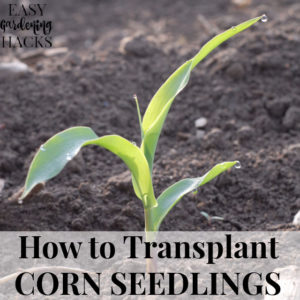 How to Transplant Corn Seedlings