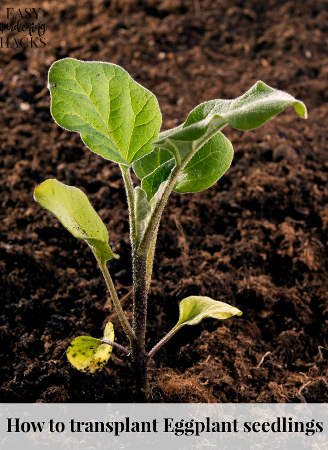 How to Transplant Eggplant Seedlings