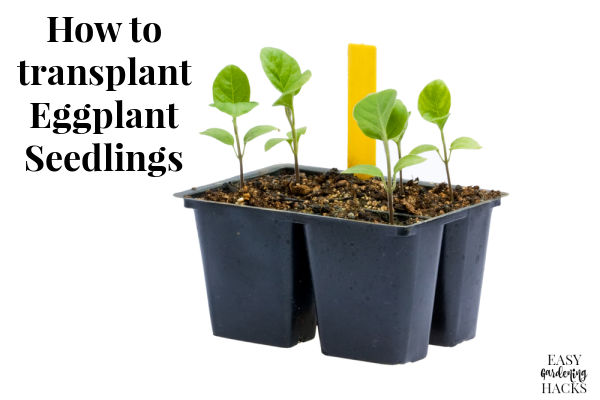 How to Transplant Eggplant Seedlings
